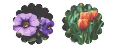 Two pictures of flowers