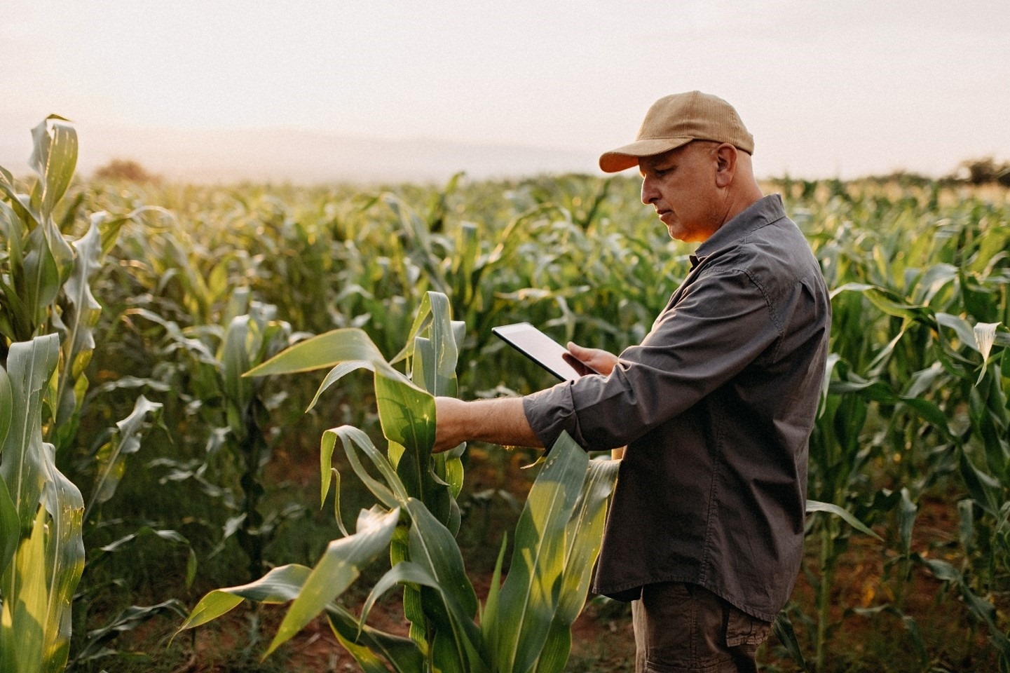 Evolving Microsoft Azure Data Manager for Agriculture to transform data into intuitive insights | Microsoft Azure Blog