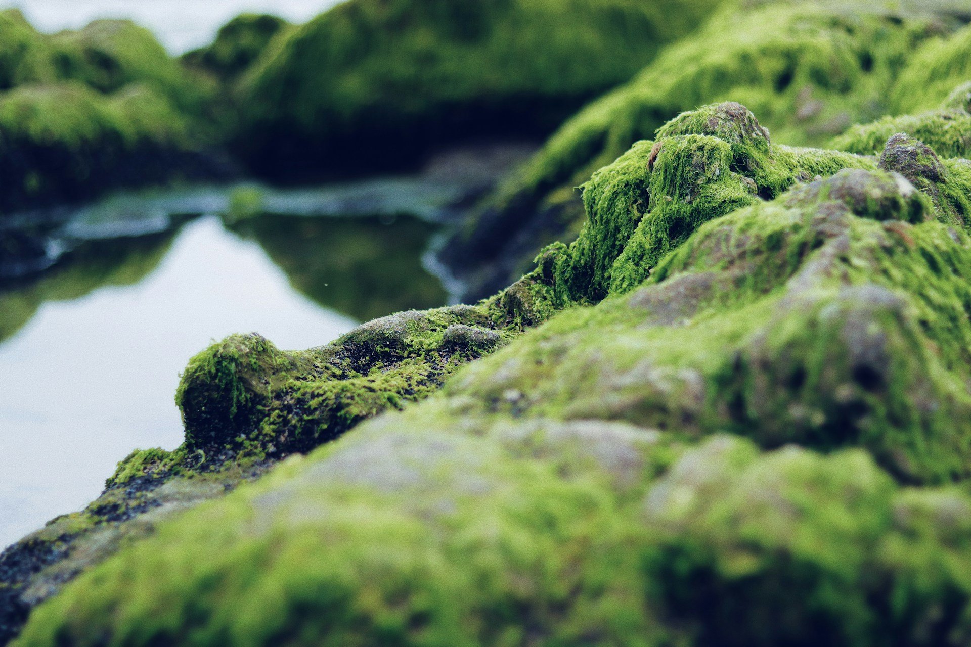 Algae on rocks.