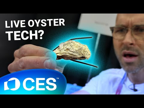 Live Oysters Measure Water Quality at CES 2025 (molluSCAN)